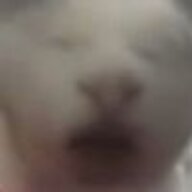 dddhb